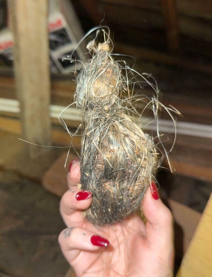 Mano sosteniendo objeto con cabello en casa nueva, relacionado con personas asustadas tras mudanza y sorpresa encontrada.