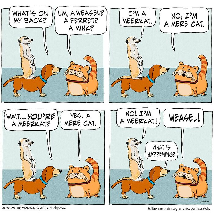 Comic by Captain Scratchy showing a meerkat, a dog, and a cat in a funny animal situation with confused dialogue.