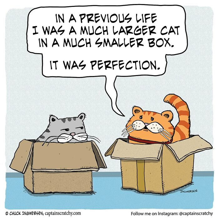 Two cartoon cats sitting in small cardboard boxes in a funny animals comic by Captain Scratchy.