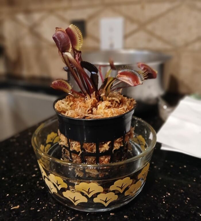 A trendsetting Venus flytrap in a decorative pot on a kitchen counter.