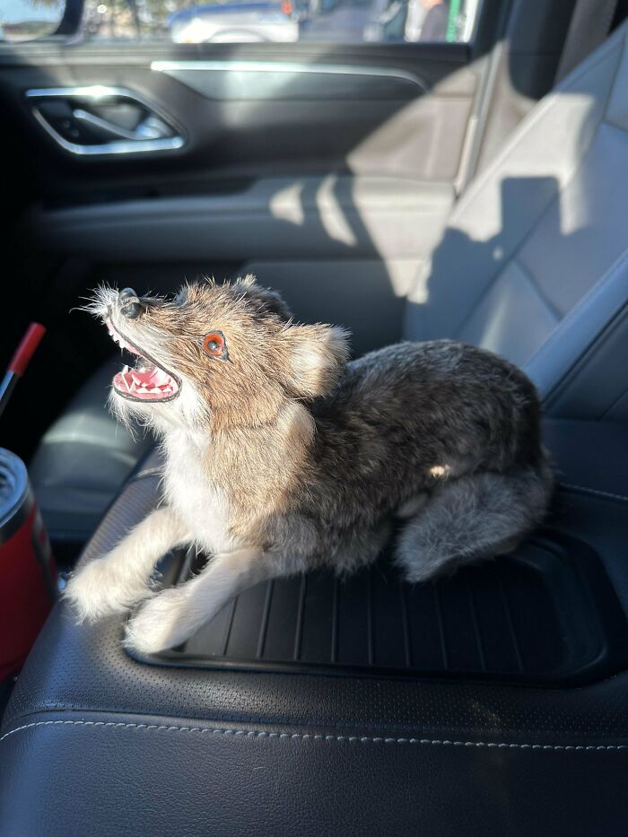 Taxidermy wolf figure found as a bizarre item in Goodwill, placed on a car seat in the sunlight.