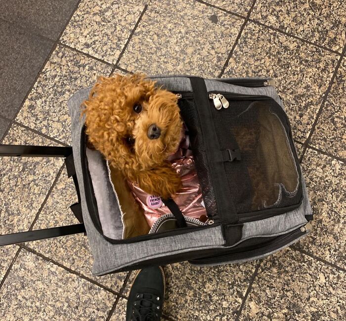 Cute dog in a travel-friendly carrier on tiled floor, offering a budget-friendly vacation solution.
