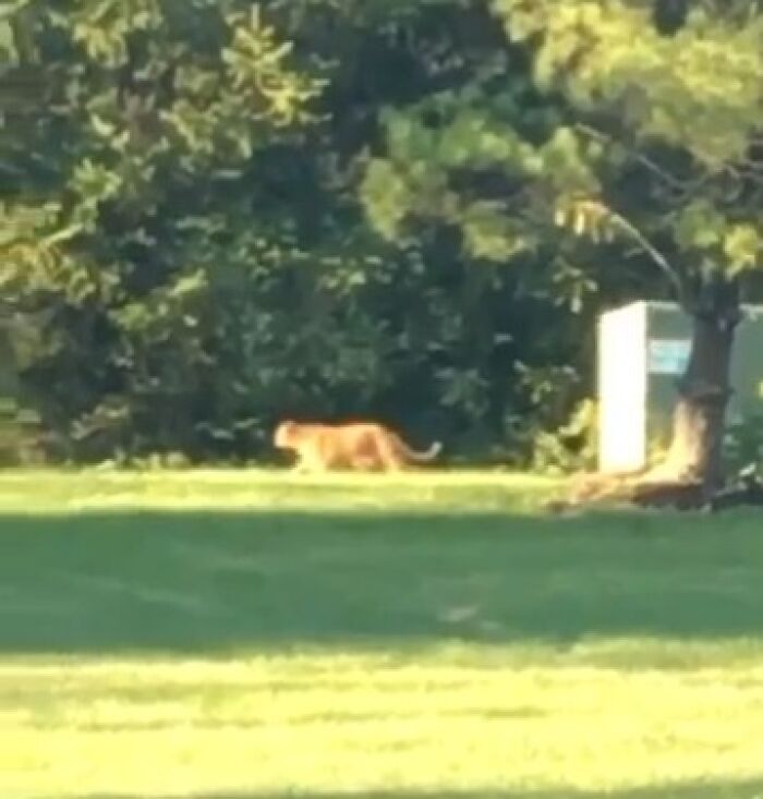 A wild animal walking on grass near trees, illustrating scenes of wild animal chaos in nature.