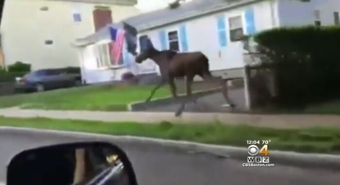 A moose running on a suburban sidewalk near houses, capturing a wild animal chaos moment in a residential area.