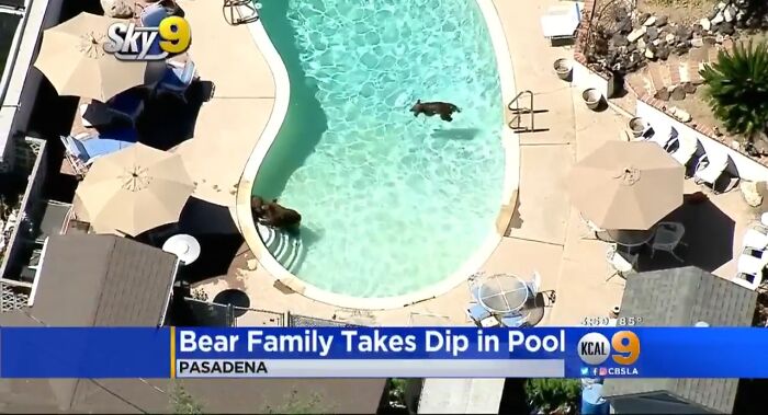A bear family in a residential pool causing wild animal chaos captured from an aerial view in Pasadena.