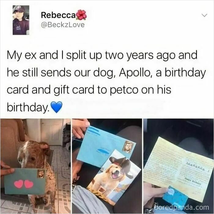 Tweet about a dog named Apollo receiving birthday cards and gifts, featured in a collection of dog memes to help heal.