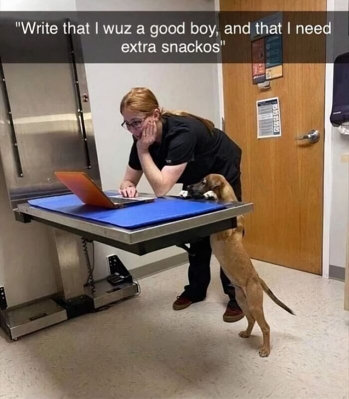 Veterinarian using a laptop while a dog stands on its hind legs resting its head on the exam table, funny dog meme.
