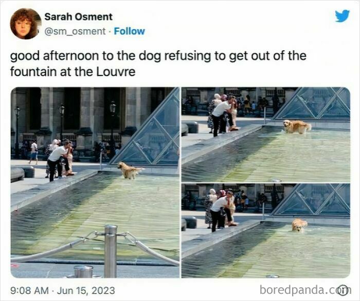 Dog meme showing a dog refusing to leave a fountain at the Louvre, capturing a humorous and healing moment.