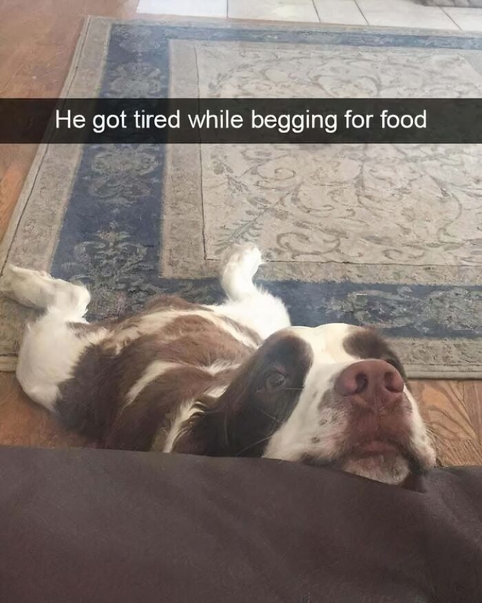 A tired dog lying on a rug with the caption about begging for food, showcasing funny dog memes for healing.