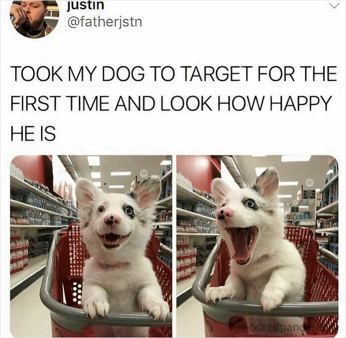 Happy dog sitting in a shopping cart at Target, showcasing joyful moments to help heal with dog memes.