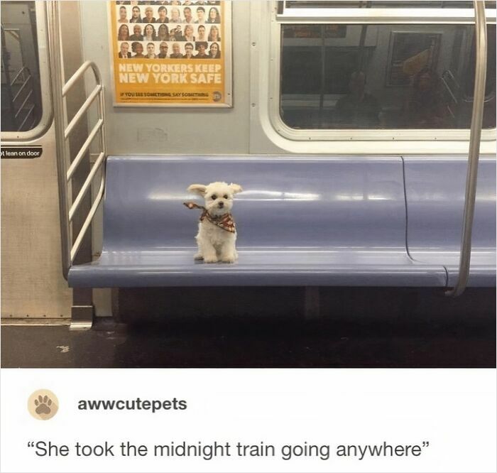 Small white dog wearing a scarf sitting alone on a subway bench, a comforting dog meme to help heal emotions.