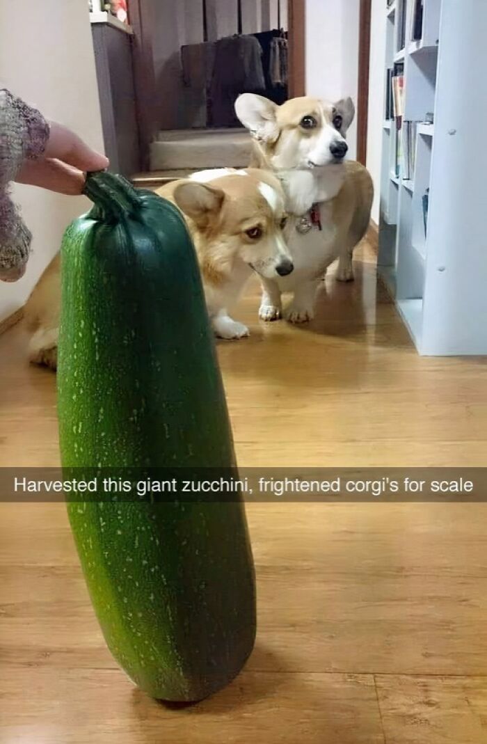 Two frightened corgi dogs looking at a giant zucchini indoors, a humorous dog meme for healing and comfort.