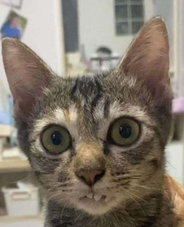 Wide-eyed gray tabby cat with distinct markings looking surprised, capturing a lighthearted moment.