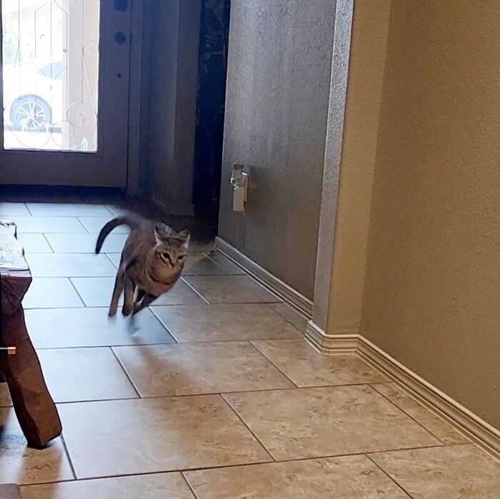 Cat with aeroplane ears dashing through a tiled hallway.