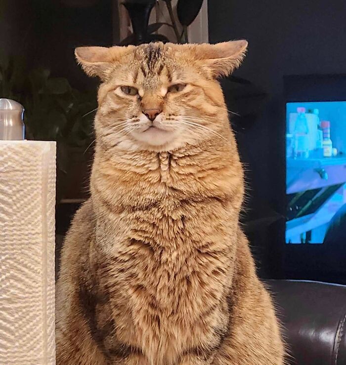 Tabby cat with aeroplane ears, looking serious next to paper towel roll in a cozy room setting.