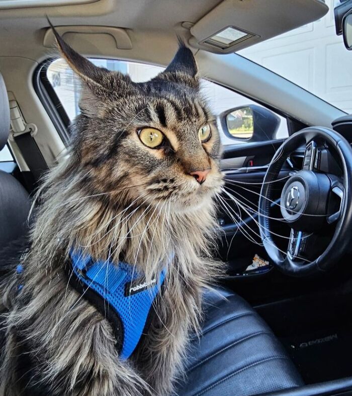 Fluffy cat with aeroplane ears sitting in a car, wearing a blue harness.