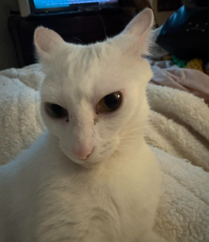 White cat with unique aeroplane ears, lounging on a soft blanket, showcasing its adorable expression.
