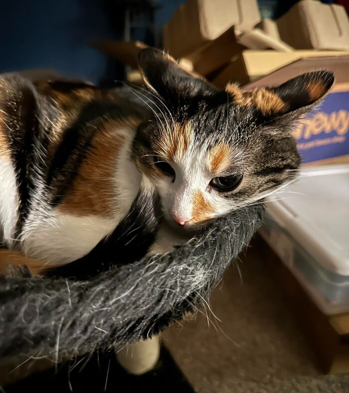 Calico cat with aeroplane ears lying in a cozy spot, surrounded by boxes.