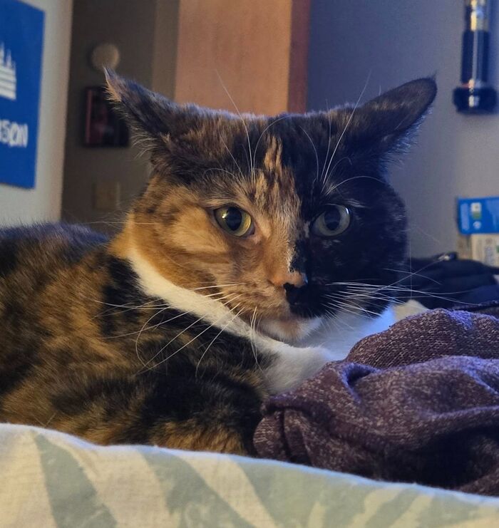 Cat with adorable aeroplane ears lounging on a bed.
