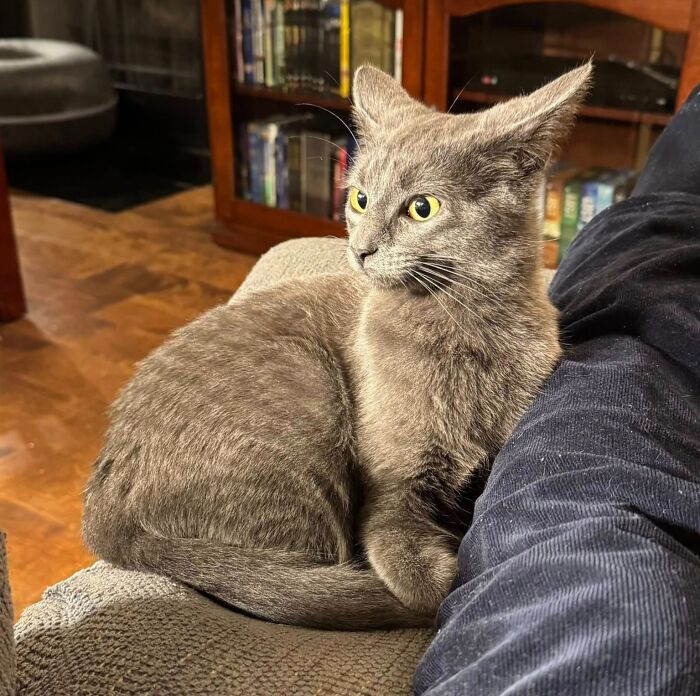 Gray cat with aeroplane ears sitting on a couch, looking alert.