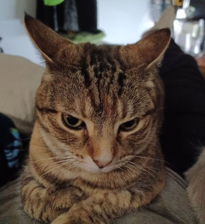 Tabby cat with aeroplane ears sitting calmly, displaying a content expression.