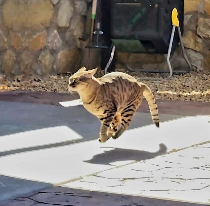Flying tabby cat with aeroplane ears running energetically outdoors.