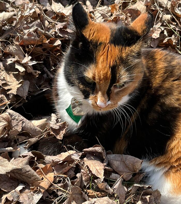Calico cat with aeroplane ears sitting among dry leaves, wearing a green collar.