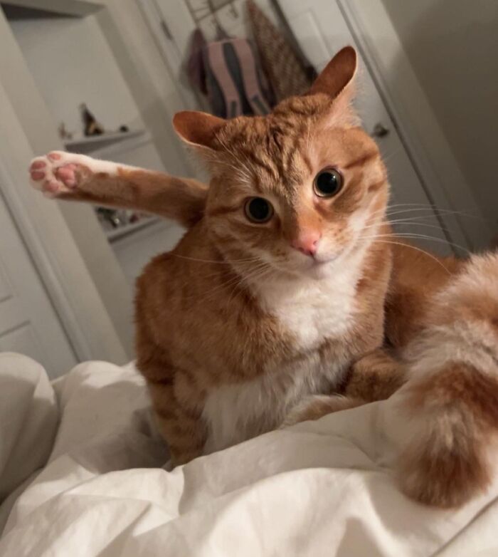 Orange cat with airplane ears, looking curious, sits on a bed with one leg playfully raised.