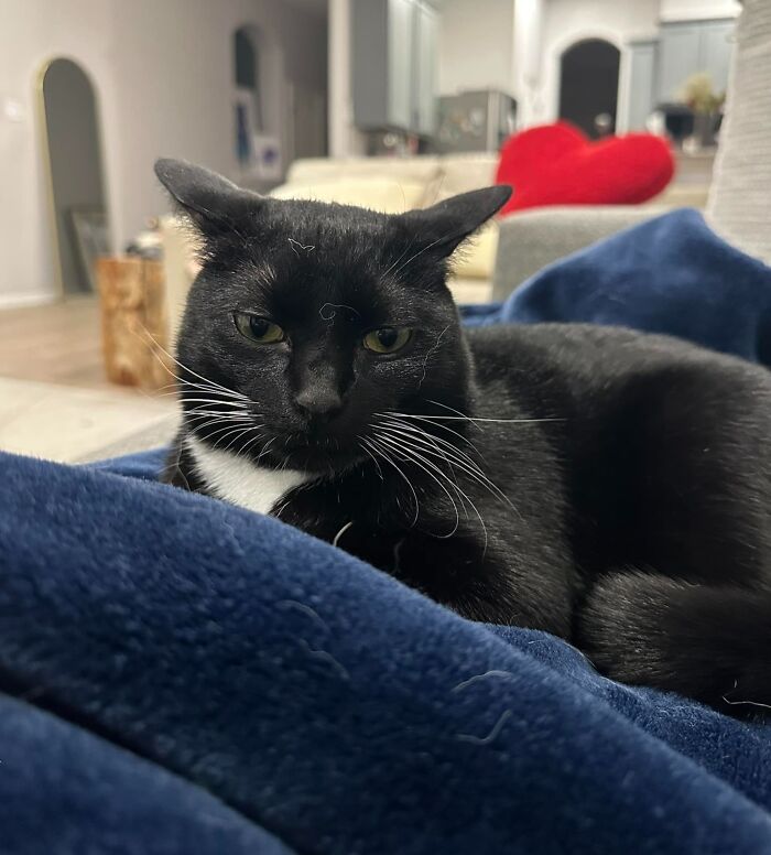 Black cat with aeroplane ears relaxing on blue blanket, heart pillow in background.