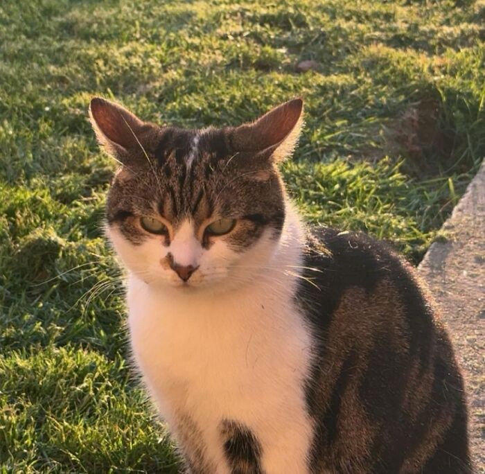 Cat with aeroplane ears sitting outside in the sun on a grassy lawn.