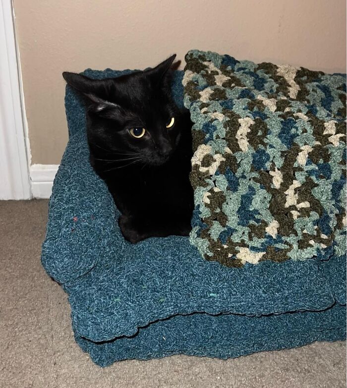 Black cat with aeroplane ears, nestled in a cozy blue blanket, showcasing an adorable expression.