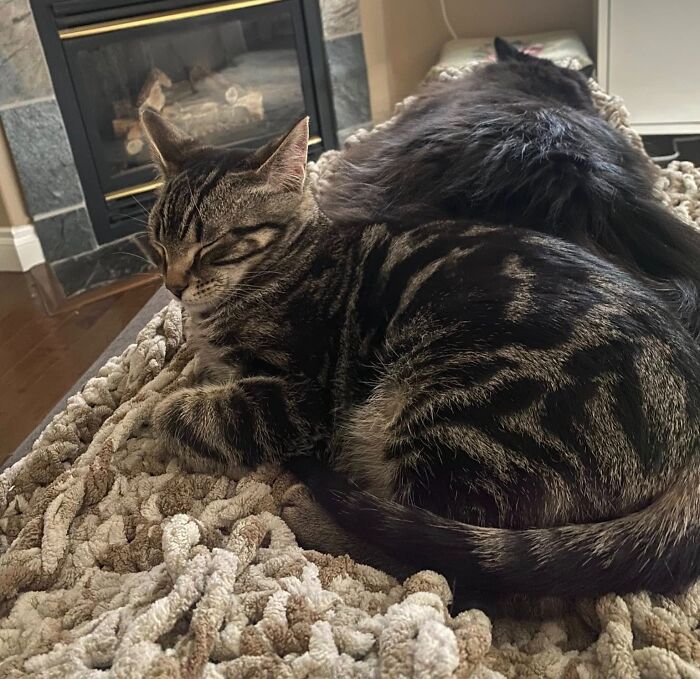 Tabby cat with aeroplane ears, resting on a cozy blanket by a fireplace.