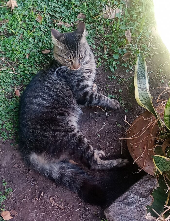 Tabby cat relaxing on the grass with aeroplane ears, basking in the sun.