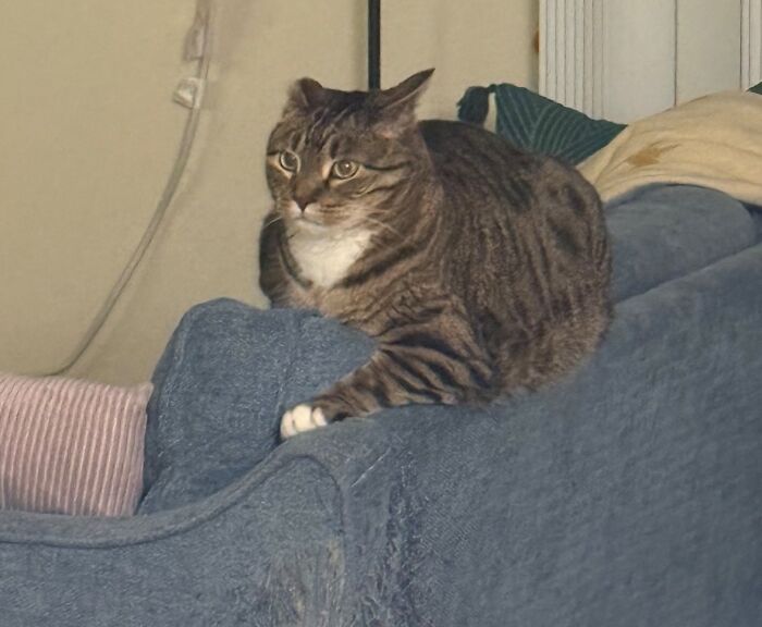 Tabby cat with aeroplane ears perched on a blue couch, capturing an attentive stance.