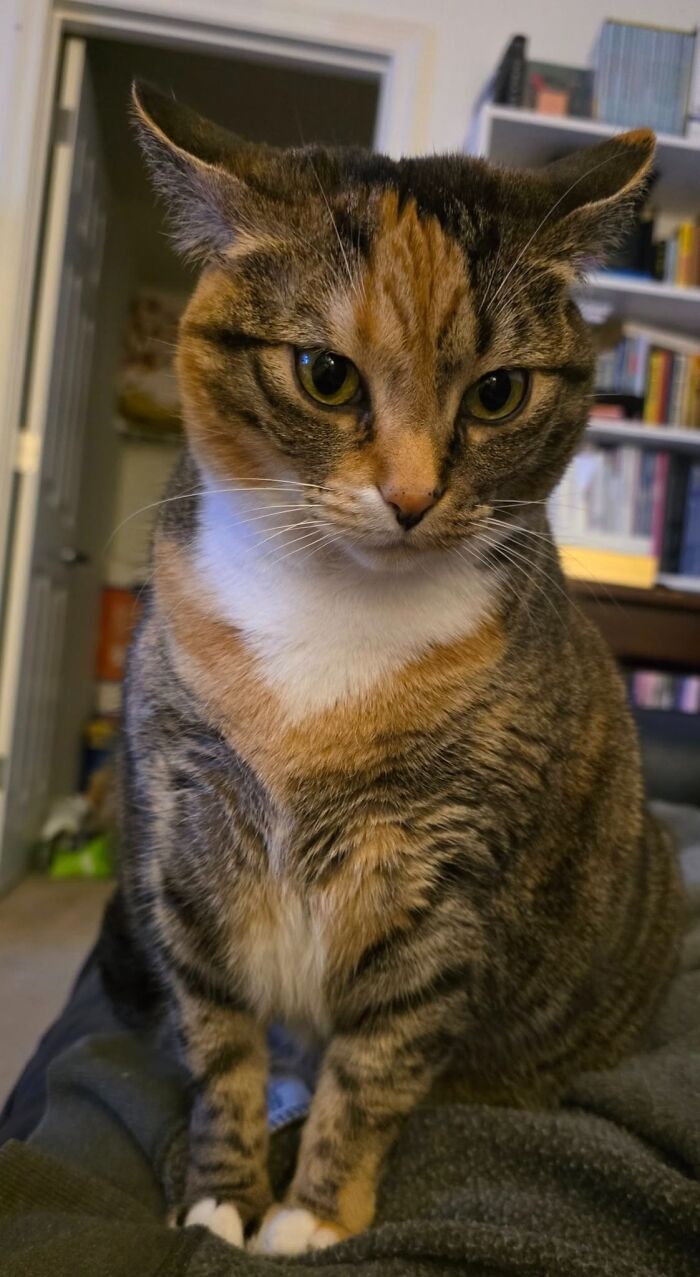 Cat with aeroplane ears, sitting indoors with alert expression, surrounded by books and cozy decor.