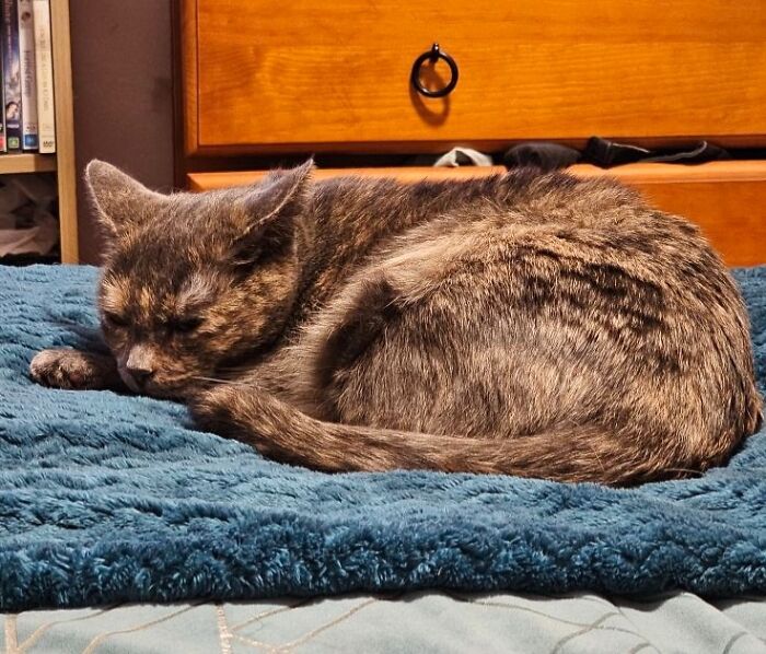 Cat sleeping on a blue blanket with aeroplane ears, showcasing adorable feline features in a cozy setting.