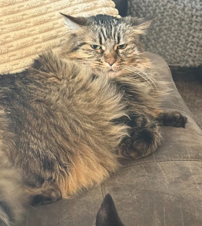 Fluffy cat with aeroplane ears resting on a couch.