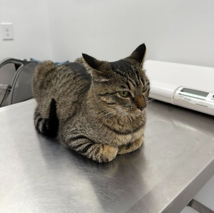 Tabby cat with aeroplane ears, resting on a metal table in a veterinary clinic.