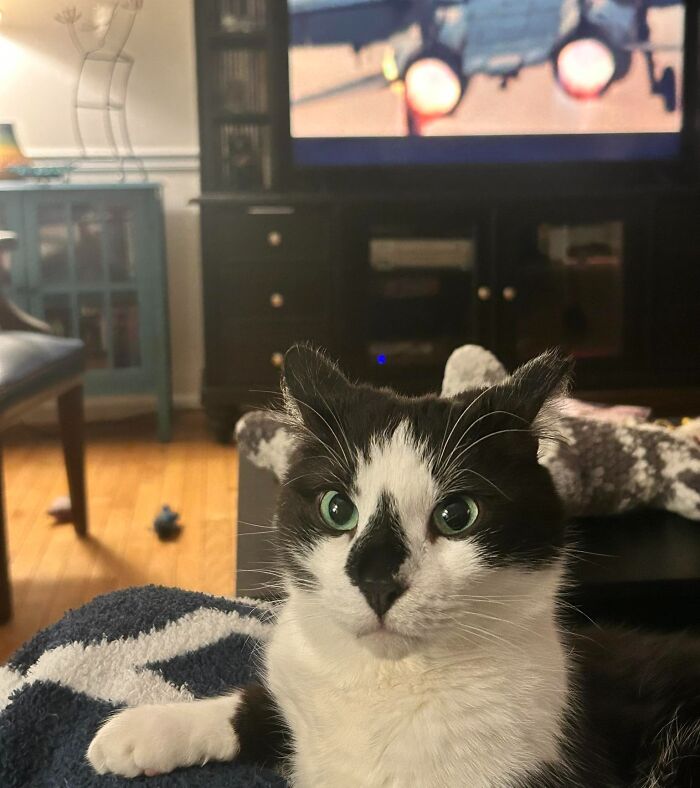 Black and white cat with aeroplane ears sitting on a sofa, TV in the background.