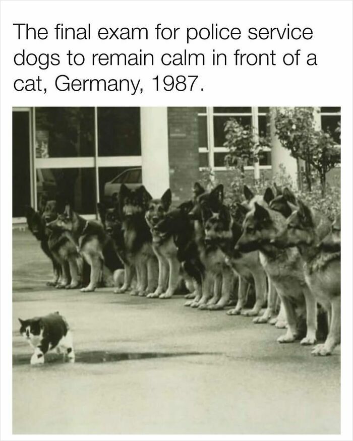 Police dogs in a calm line test as a cat walks by, Germany 1987. Interesting fact for Easter family discussions.