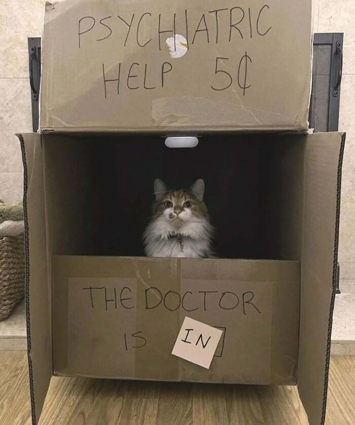 Cat in a cardboard box labeled "Psychiatric Help 5¢," raising spirits with humor.