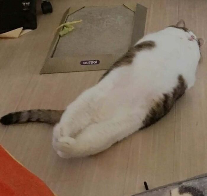 A cat lying on its back with paws stretched out, bringing joy and raising spirits.