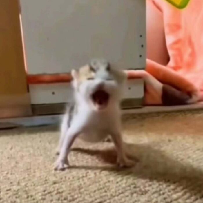 Blurred kitten yawning on carpet, part of a cat-themed online group to lift spirits.