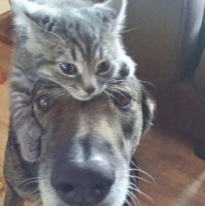 Kitten resting on a dog's head, capturing a heartwarming moment dedicated to uplifting spirits.