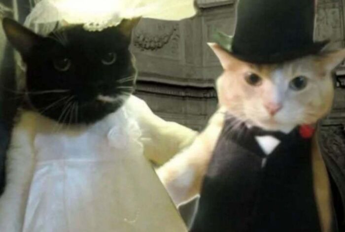 Cats dressed as bride and groom, bringing joy and lifting spirits with their adorable outfits.