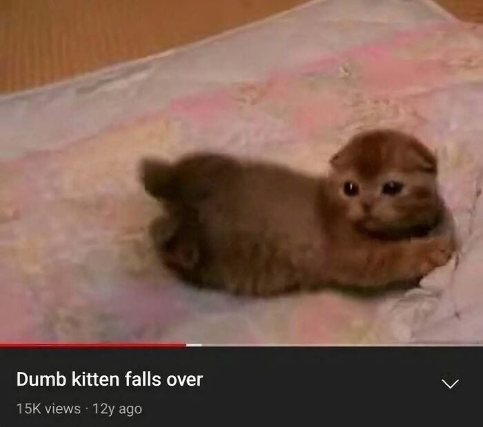 A fluffy kitten on a quilt plays, evoking joy and lifting spirits with its adorable antics.