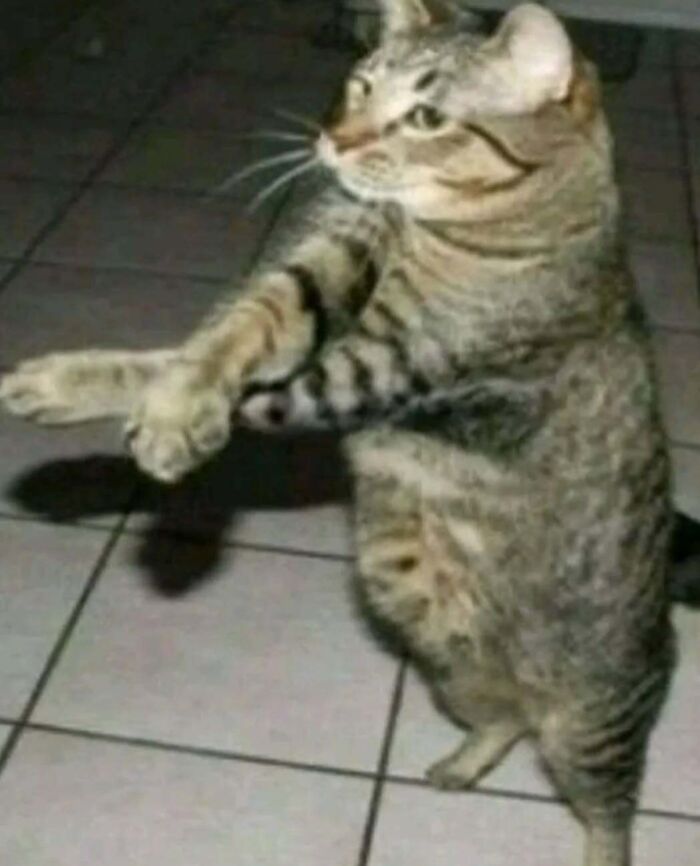 Cat standing upright with paws outstretched, appearing playful on a tiled floor.