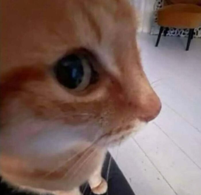 Close-up of an orange cat's face indoors, capturing its curious gaze.