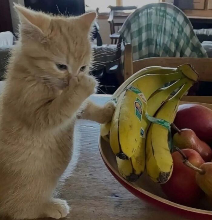 A cute cat sniffing a bunch of bananas on a wooden table.