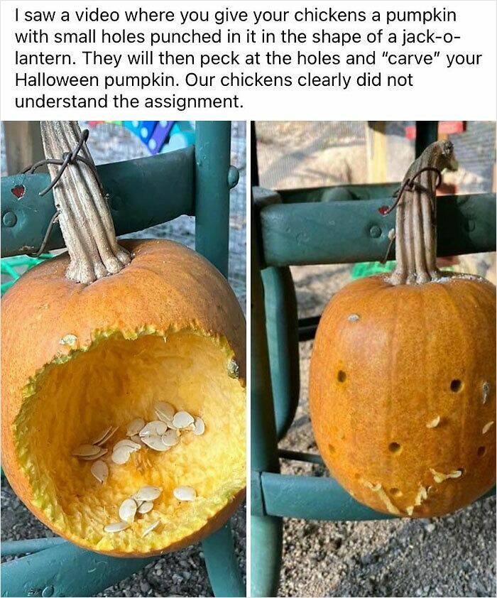 Pumpkin with chicken-made holes for carving, humorously failed attempt at creativity.